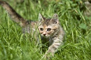 BRITISH SHORTHAIR C002